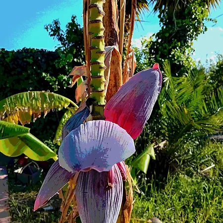 Апартаменти Brezza Marina Джардіні-Наксос